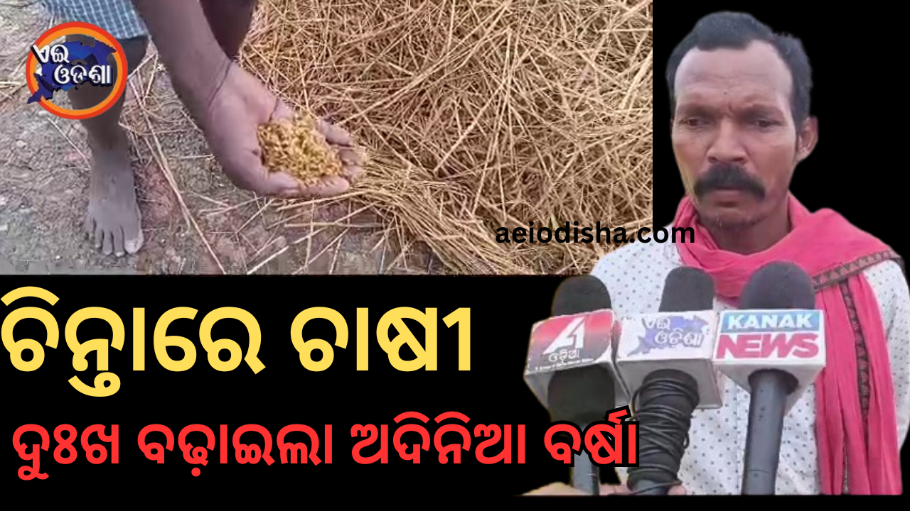 ଚିନ୍ତାରେ ବୁଡିଲା ଚାଷୀ,ଦୁଃଖ ବଢ଼ାଇଲା ଅଦିନିଆ ବର୍ଷା