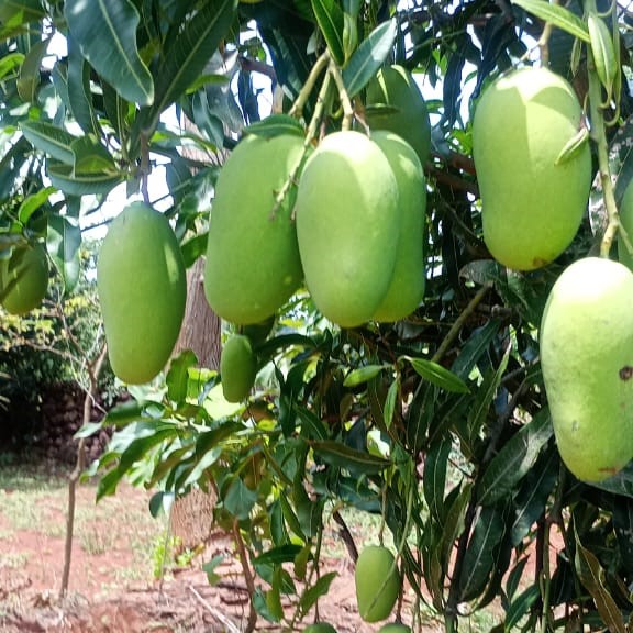 ଆମ୍ବର ଅହେତୁକ ଅଭାବ ବିକ୍ରି : ପ୍ରତିକାର ପାଇଁ ରାୟଗଡ ଜିଲ୍ଲା କଂଗ୍ରେସ ପକ୍ଷରୁ ଦାବୀ